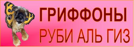 брюссельский гриффон РУБИ АЛЬ ГИЗ